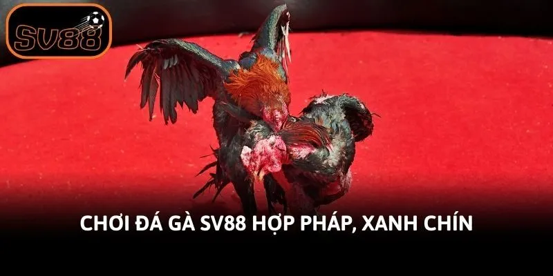 Chơi đá gà Sv88 hợp pháp, xanh chín